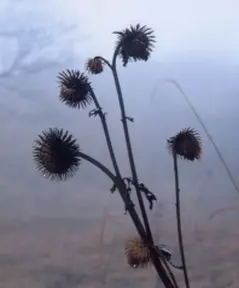 何の花? 何の花?