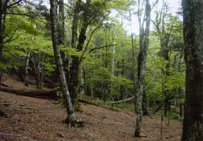 諸沢山頂上付近
