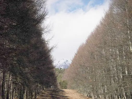 からまつ防災帯からの権現岳 からまつ防災帯からの権現岳